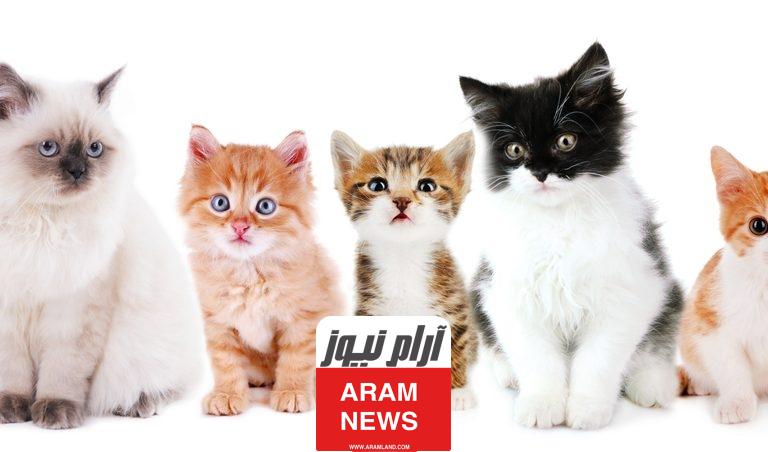 اسماء قطط شقية ذكور جميلة جدا