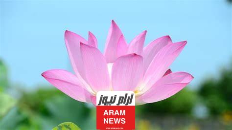 أجمل أسماء البنات من وحي الزهور