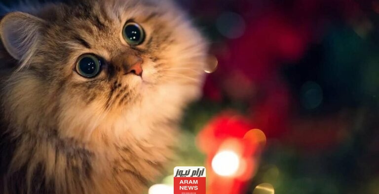 أحلى اسماء قطط اناث اجنبية