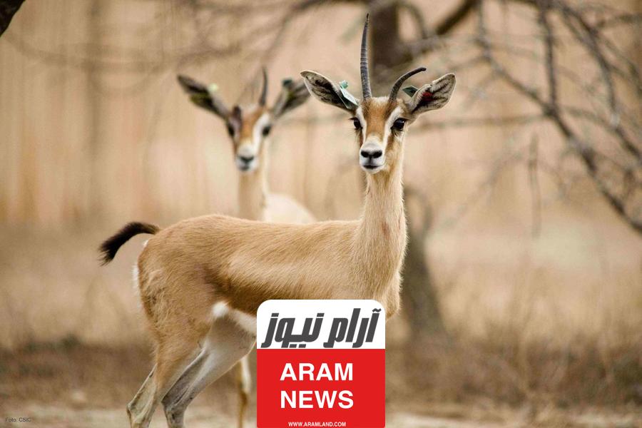 أسماء الغزال ومعانيها