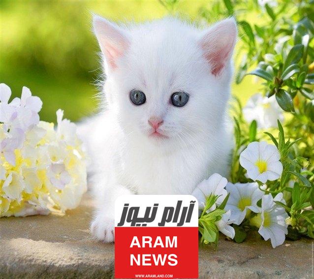 أسماء قطط فرنسية جميلة وجديدة
