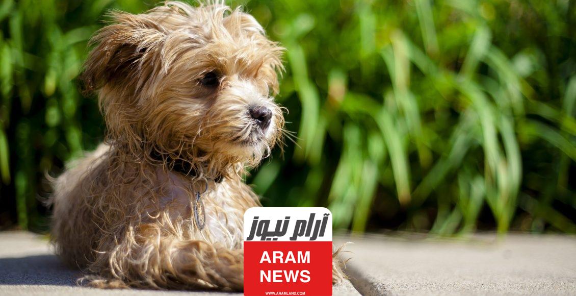 أسماء كلاب صغيرة متنوعة مع معانيها