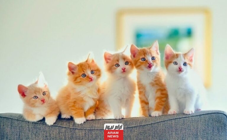 اسماء قطط ذكور وإناث