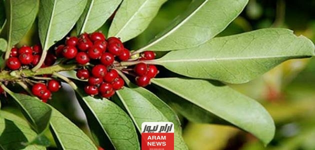 معلومات عن المتة وإنتاجها ومكوناتها