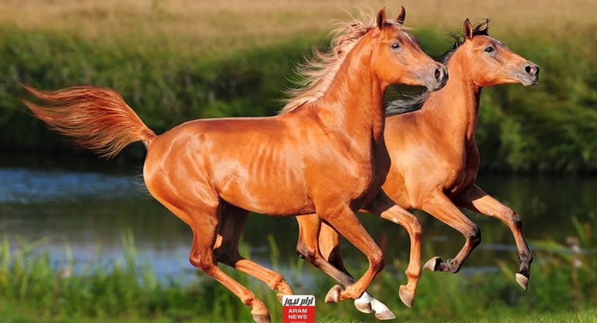 عبارات عن الخيل بالانجليزي