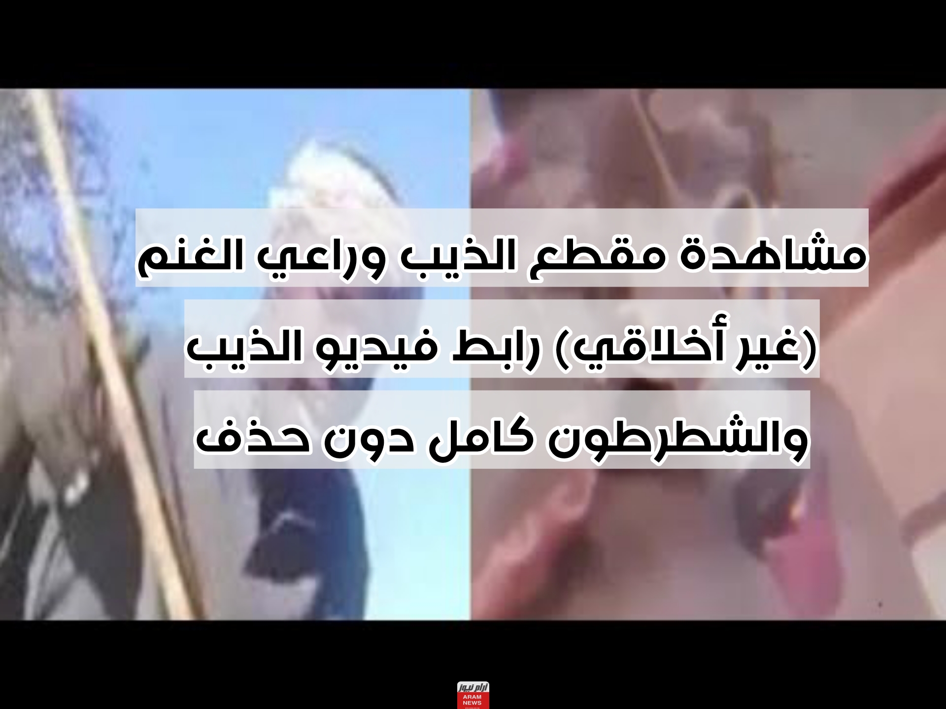 شاهد فيديو الذيب وراعي الغنم كامل دون حذف "مقطع الذيب الشطرطون" 2023