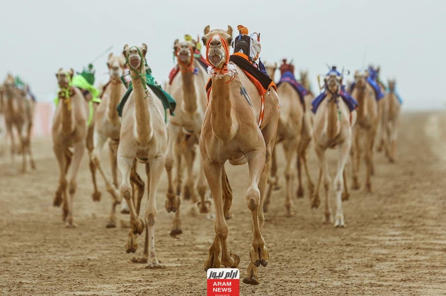 الاتحاد السعودي للهجن