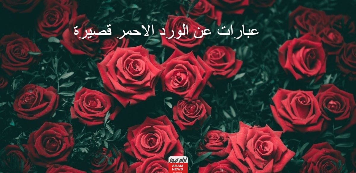 عبارات عن الورد الأحمر ‌بالانجليزي