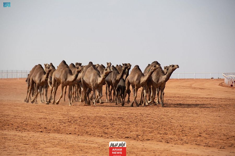 إليك الحقيقة.. هل تجارة الإبل والعود في السعودية غسل اموال؟