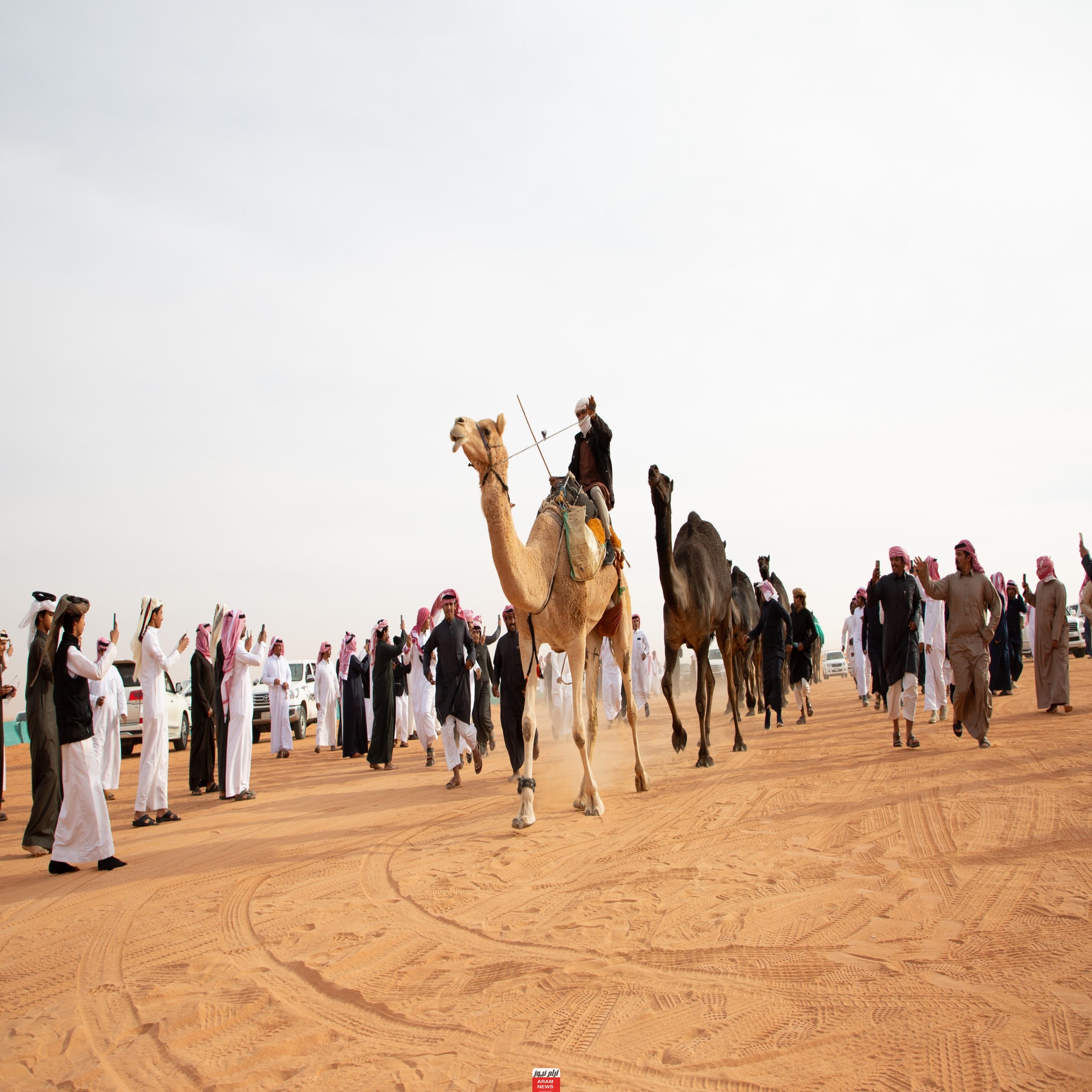 إليك الحقيقة.. هل تجارة الإبل والعود في السعودية غسل اموال؟