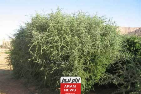 بالصور الكاملة.. ما هي شجرة الغرقد اليهودية؟